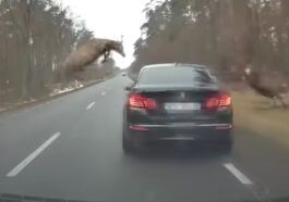 Zderzenie jelenia z BMW