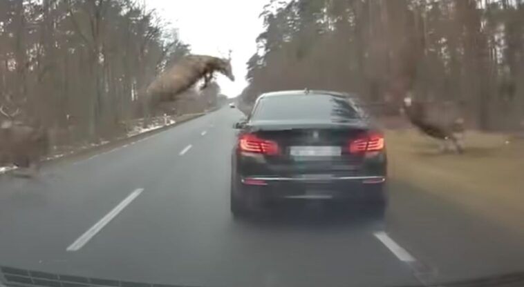 Zderzenie jelenia z BMW