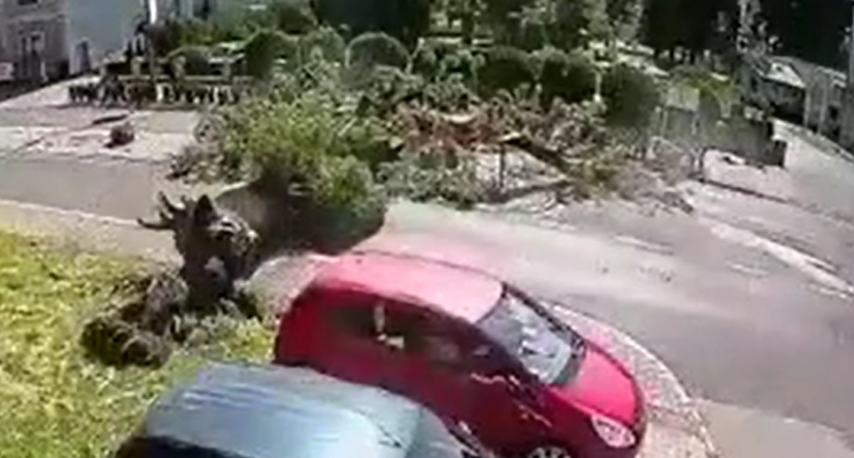 Żywiec. Drzewo spadło na jadący samochód. Dwie osoby ranne