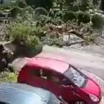 Drzewo spadło na samochód w Żywcu