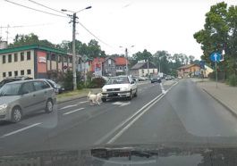 Pies bez smyczy doprowadził do niebezpiecznej sytuacji na drodze