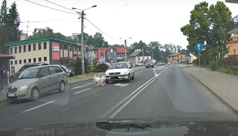 Pies bez smyczy doprowadził do niebezpiecznej sytuacji na drodze