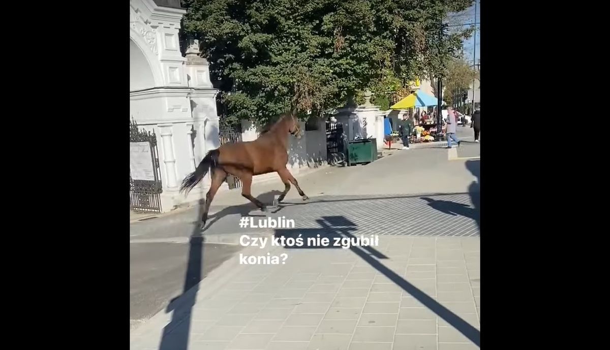 Koń w Lublinie