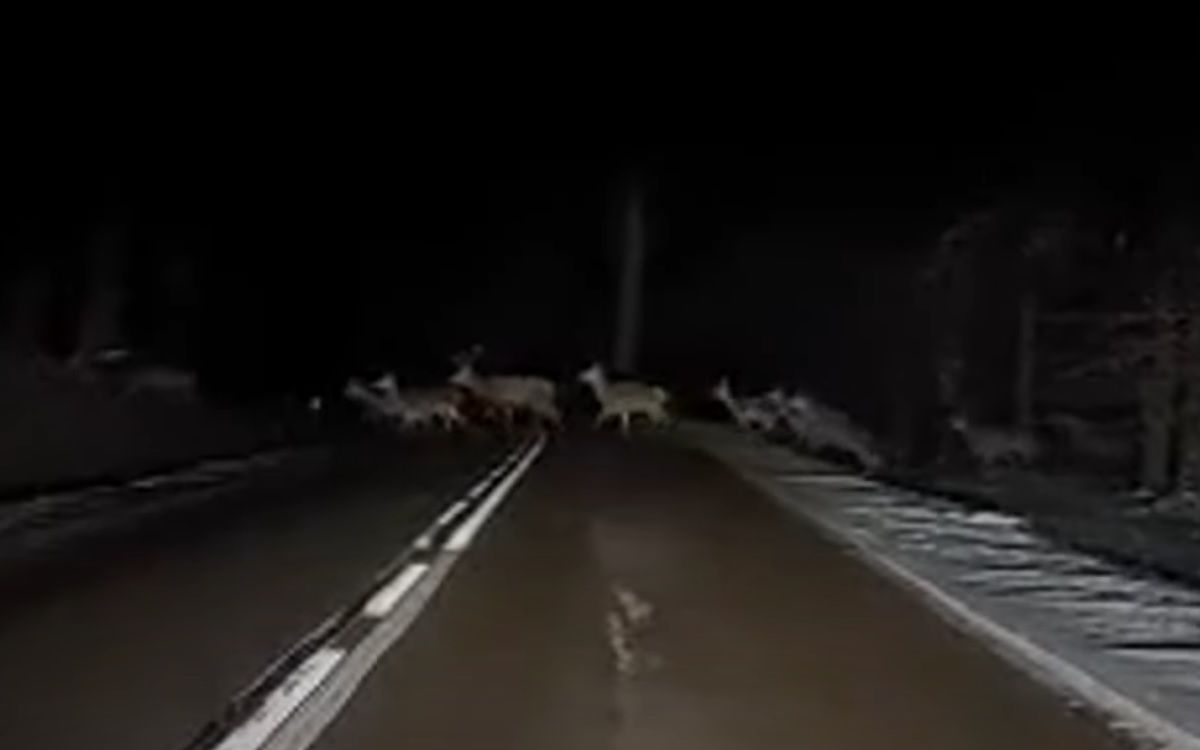 Stado jeleni na jezdni
