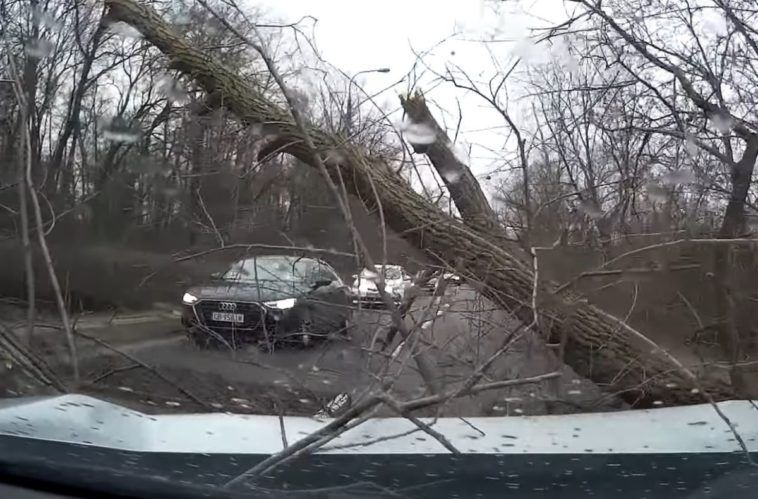 Drzewo spadło na samochód