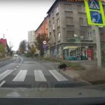 Pies na przejściu dla pieszych