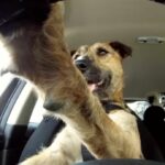 Pies za kierownicą